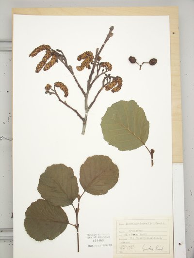 Alnus glutinosa