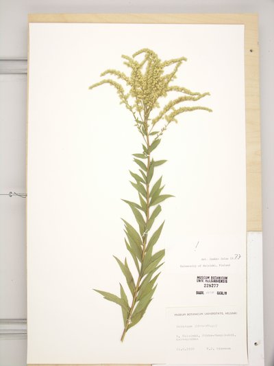 Solidago canadensis