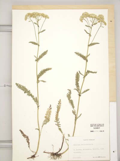 Achillea millefolium