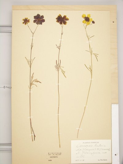 Coreopsis tinctoria