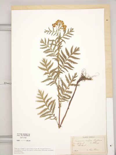 Tanacetum vulgare