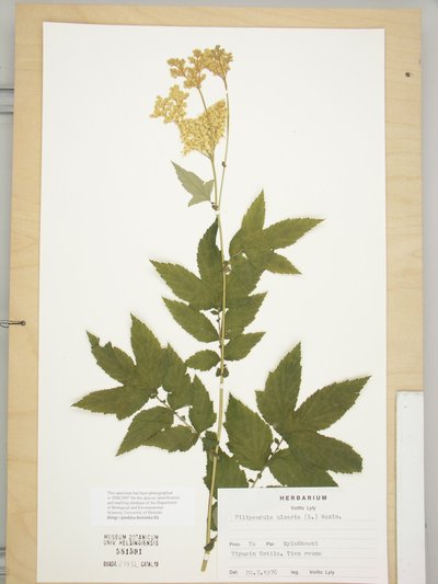 Filipendula ulmaria