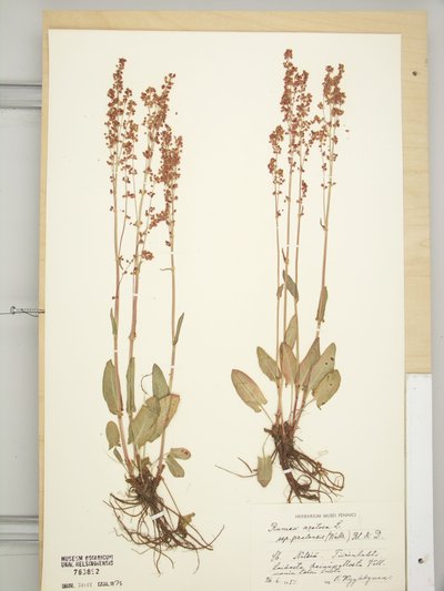 Rumex acetosa