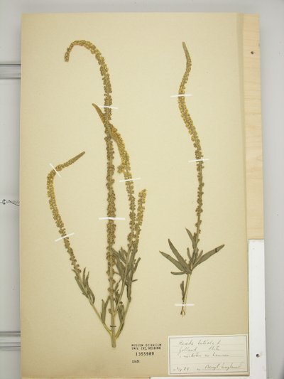 Reseda luteola