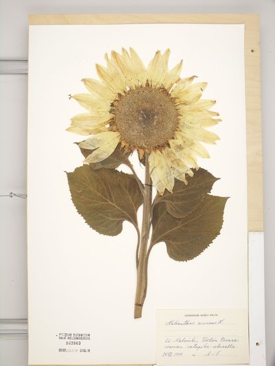 Helianthus annuus