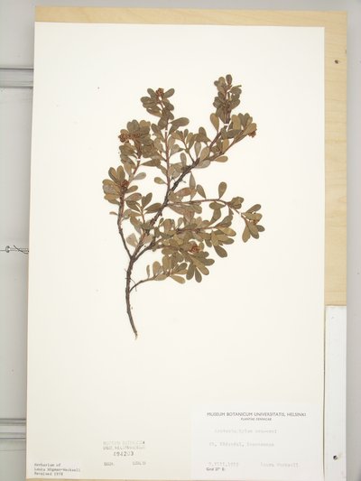 Arctostaphylos uva-ursi